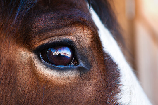 Portrait of a brown horse, close-up eye with reflection in it.