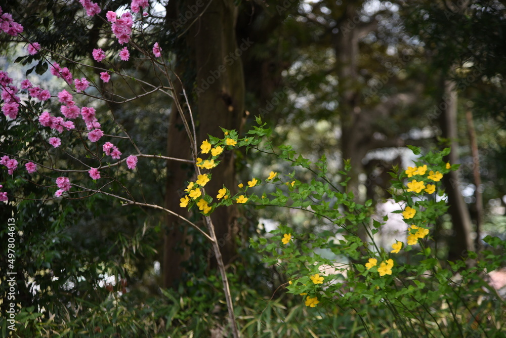 Poster japanese kerria flowers. rosaceae deciduous shrub. it grows in swamps and shades of trees and produc