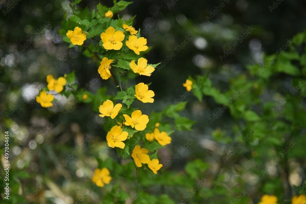 Sticker japanese kerria flowers. rosaceae deciduous shrub. it grows in swamps and shades of trees and produc