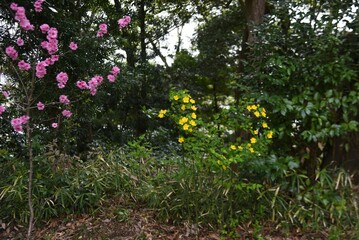 Japanese kerria flowers. Rosaceae deciduous shrub. It grows in swamps and shades of trees and produces many yellow flowers from April to May.