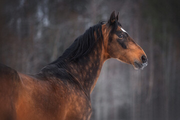 Fototapeta na wymiar Golden buckskin akhal-teke horse runs free in snow field