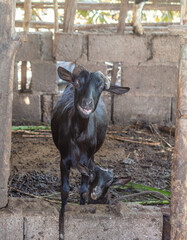 Obraz na płótnie Canvas Black goat in a dirty old farmyard