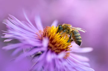 Poster honey bee on a purple flower collects nectar © Andrii