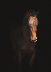 Naklejka premium akhalteke stallion - isolated on black