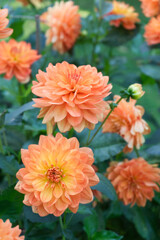 Orange Dahlia blossoms Voits Ideal