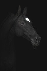Obraz na płótnie Canvas akhalteke stallion - isolated on black