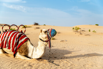 Sitting dromedary in the desert.