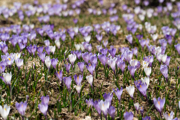 Crocus field in the alps with snow in the background - obrazy, fototapety, plakaty