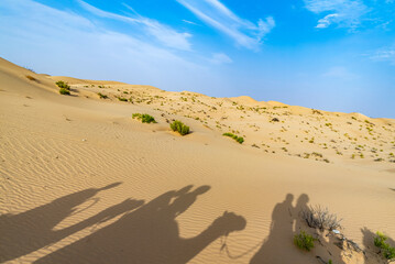 Fototapeta na wymiar Shadowed caravan in the desert
