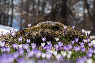 crocus field in the alps with snow in the background