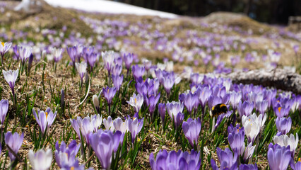 crocus field in the alps with snow in the background and a bublebee in the front - obrazy, fototapety, plakaty