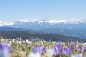 crocus field in the alps with the Dolomites in the background