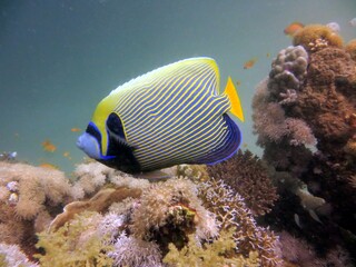 Fototapeta na wymiar emperor angelfish of the red sea