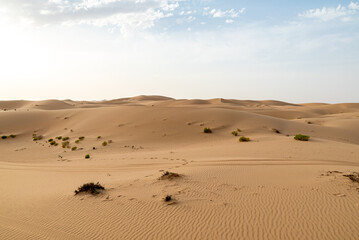 Fototapeta na wymiar The desert of Abu Dhabi