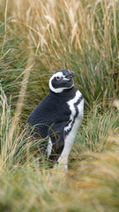 Obraz premium Magellanic penguin (Spheniscus magellanicus) in the grass at Gypsy Cove in Stanley, Falkland Islands