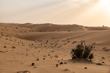 Fototapeta na wymiar Sunset in the desert of Abu Dhabi