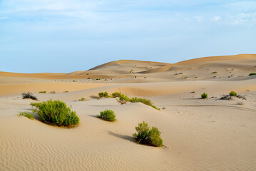 Plants in the desert of Abu Dhabi