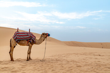 Camel standing in the desert