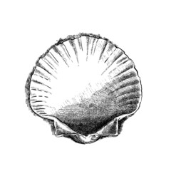 Sea Shell cross hatching illustration