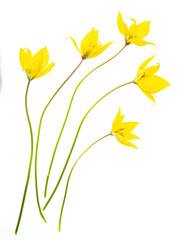 Wild (woodland) tulips (Tulipa sylvestris) with high-key exposure