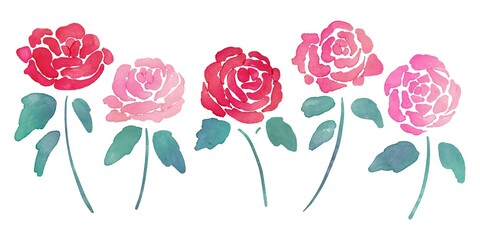 Naklejka premium 水彩画。水彩タッチの薔薇イラスト。手描き透明水彩の薔薇のセット挿絵。Watercolor painting. Rose illustration with watercolor touch. Hand painted transparent watercolor rose set illustration.
