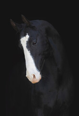 Fototapeta na wymiar black akhal-teke horse isolated on black background monochrome picture