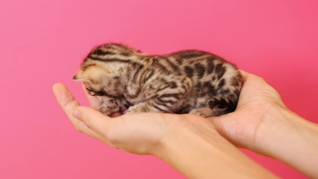 Close-up footage in studio of newborn. Shooting of female Caucasian hands with toyger breed, person holding lovely kitten isolated on over pink background. Pet concept.