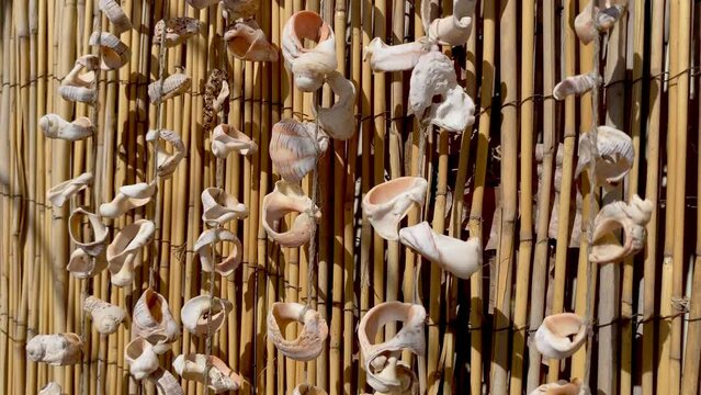 Exotic marine decoration of rapani and mussels on a background of bamboo