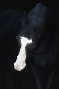 black akhal-teke horse isolated on black background monochrome picture