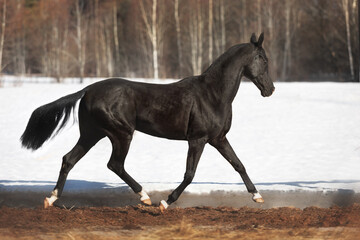 Magnificent black akhal teke stallion with four white legs running and playing on the snow. Animal in motion.