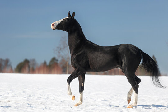 Magnificent black akhal teke stallion with four white legs running and playing on the snow. Animal in motion.