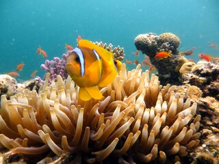 Clown fish and anemone of the red sea
