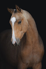 Golden akhal-teke stallion iisolated on the black background