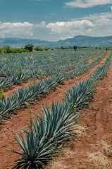 Landscape of tequila fields	in Jalisco Mexico