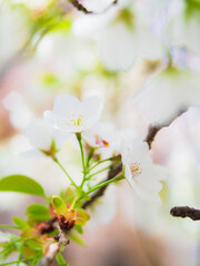 桜・春　イメージ