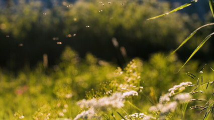 Movement of mosquitoes in green summer field. Creative Flying tiny insects above the meadow.