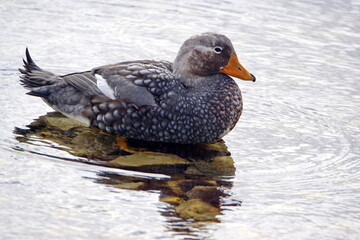 Falkland steamer duck (Tachyeres brachypterus) swimming in the harbor in Stanley, Falkland Islands