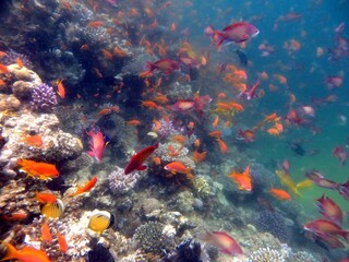 Fototapeta na wymiar colorful anthias fish of the red sea