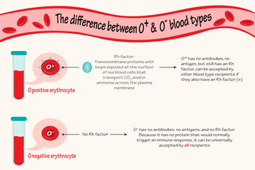 The difference between O positive and O negative blood types