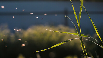 Swarm of mosquitoes flying in slow motion under the shining sun. Creative. Small insects flying above green grass.