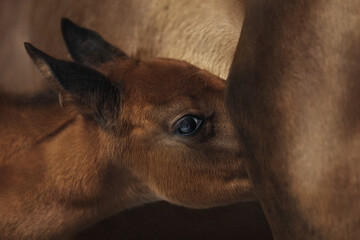 Chestnut foal with white stripe drinking milk from his mother in winter. Newborn cute foal drinks the milk of the mare - obrazy, fototapety, plakaty