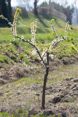  small blossoming spring pear tree in a garden