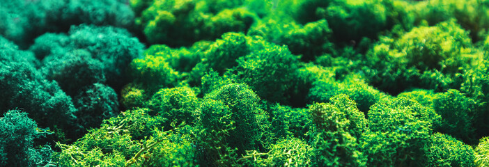 Moss wall in a modern interior. Biophilia and biophilic design concept.