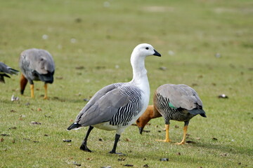 Flock of Magellan geese (Chloephaga picta) in Stanley, Falkland Islands