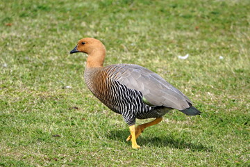 Male Magellan goose (Chloephaga picta) in the grass in Stanley, Falkland Islands