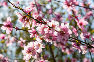 Naklejka na ściany i meble branches of a blossoming spring peach tree on a blurred background