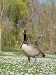 country goose in the park