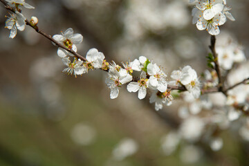 Obraz premium branches of a blossoming spring pear tree on a blurred background