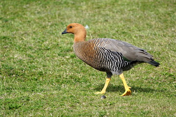 Male Magellan goose (Chloephaga picta) in the grass in Stanley, Falkland Islands