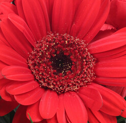母の日　花の贈り物　カーネーション　バラ　ガーベラMother's Day Flower Gift Carnation Rose Gerbera